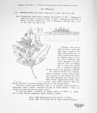 Drepanopeziza populi image